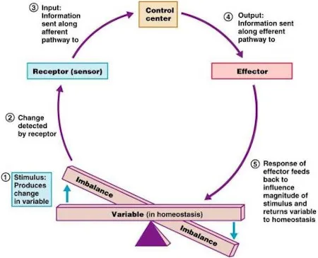 Components of homeostatic mechanisms